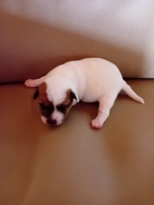 Les chiots de Jack Russell Terrier