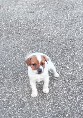 Les chiots de Jack Russell Terrier