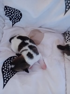 CHIOT 3 - Jack Russell Terrier