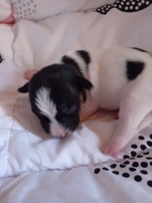 Les chiots de Jack Russell Terrier