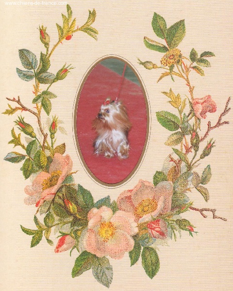 CH. Taylor Du clos des bleuettes - C.A.C.I.B. C.A.C.S. MEILLEUR DE RACE