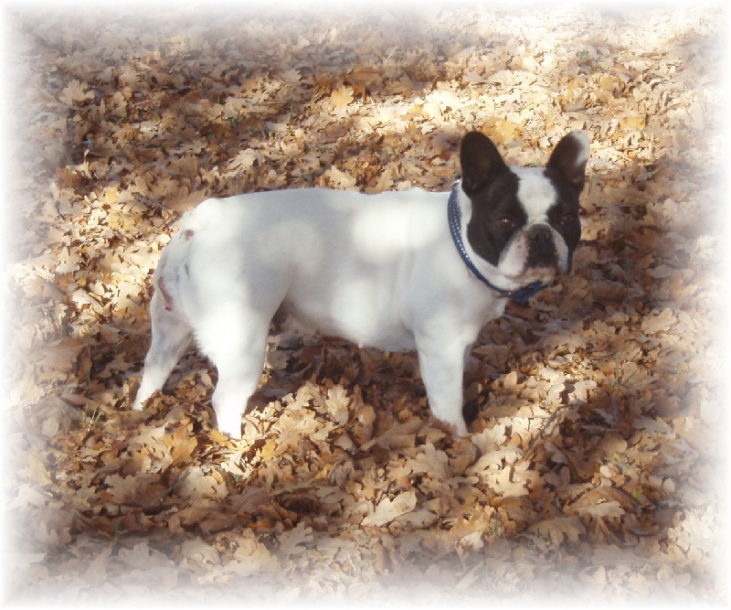 CH. Vanina De la renaissance du phenix - CACS ET RCACIB