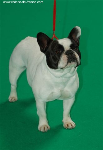 CH. Vanina De la renaissance du phenix - Excellent