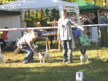 CH. Bleuenn de la vallee de l'iroise - Excellent