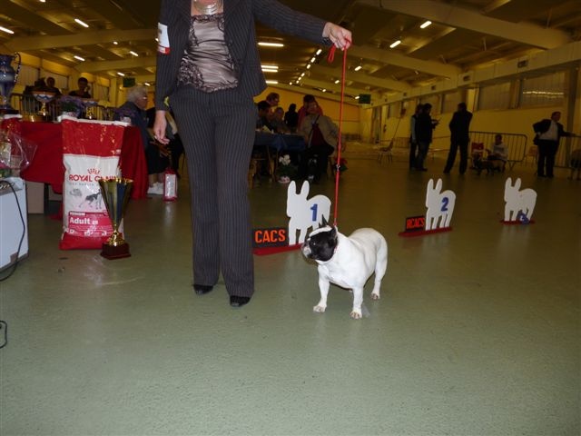 CH. Vanina De la renaissance du phenix - 1ère EXCELLENT Classe Champion