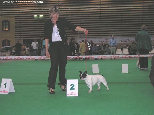 CH. Bleuenn de la vallee de l'iroise - 2ième excellent en classe ouverte