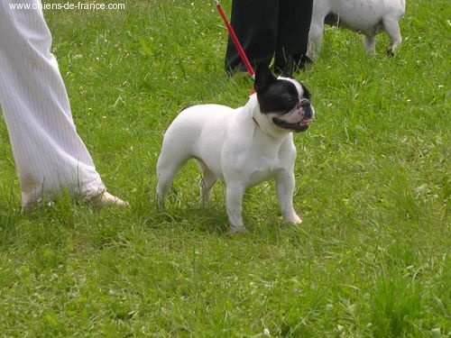 CH. Bleuenn de la vallee de l'iroise - 3ième EXCELLENT