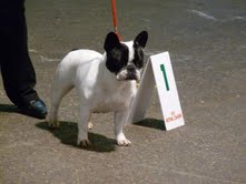 CH. Bleuenn de la vallee de l'iroise - 1er EXCELLENT ET CACIB