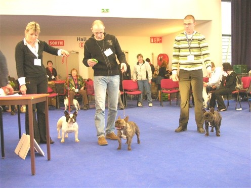 CH. Vanina De la renaissance du phenix - CACS ET MEILLEUR DE RACE ADULTE