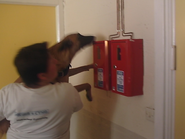 Absinte (Sans Affixe)