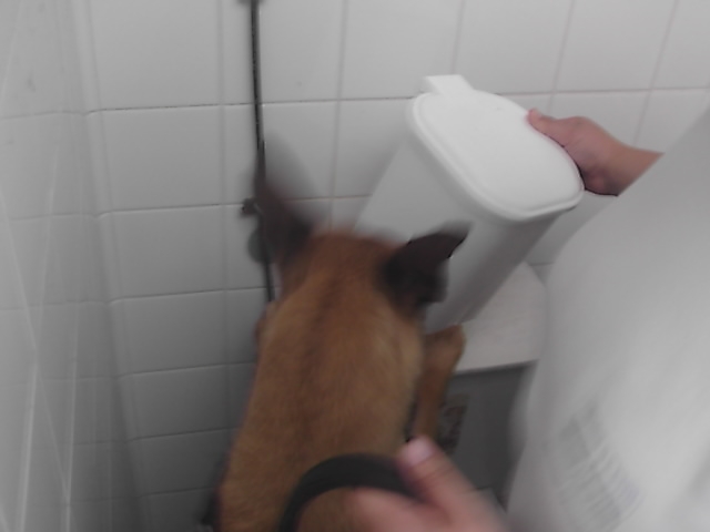 Absinte (Sans Affixe)