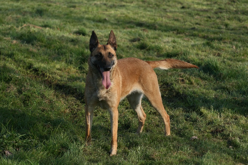 Absinte (Sans Affixe)