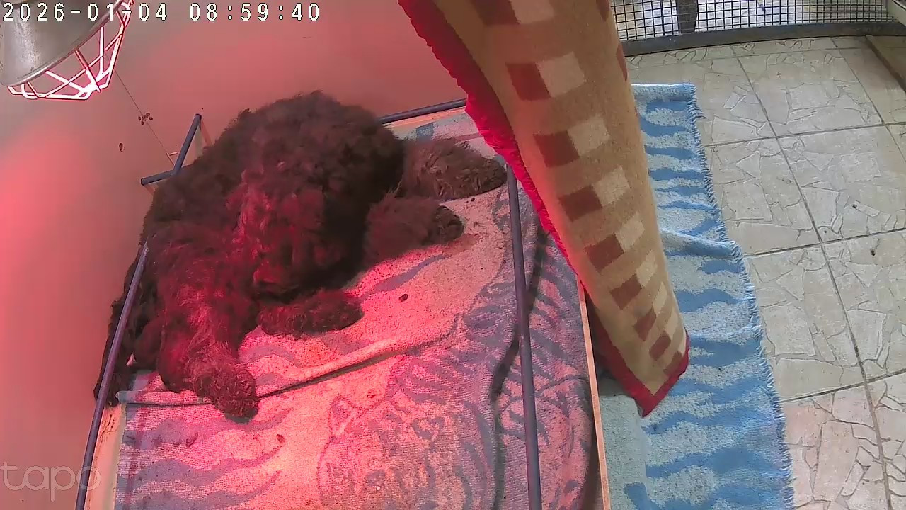 Bouvier des Flandres - Du Bain du Roy