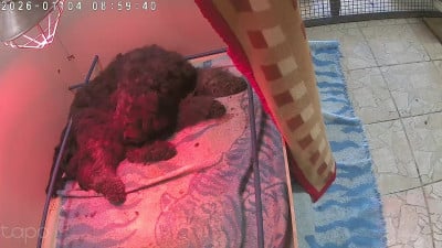 Les chiots de Bouvier des Flandres