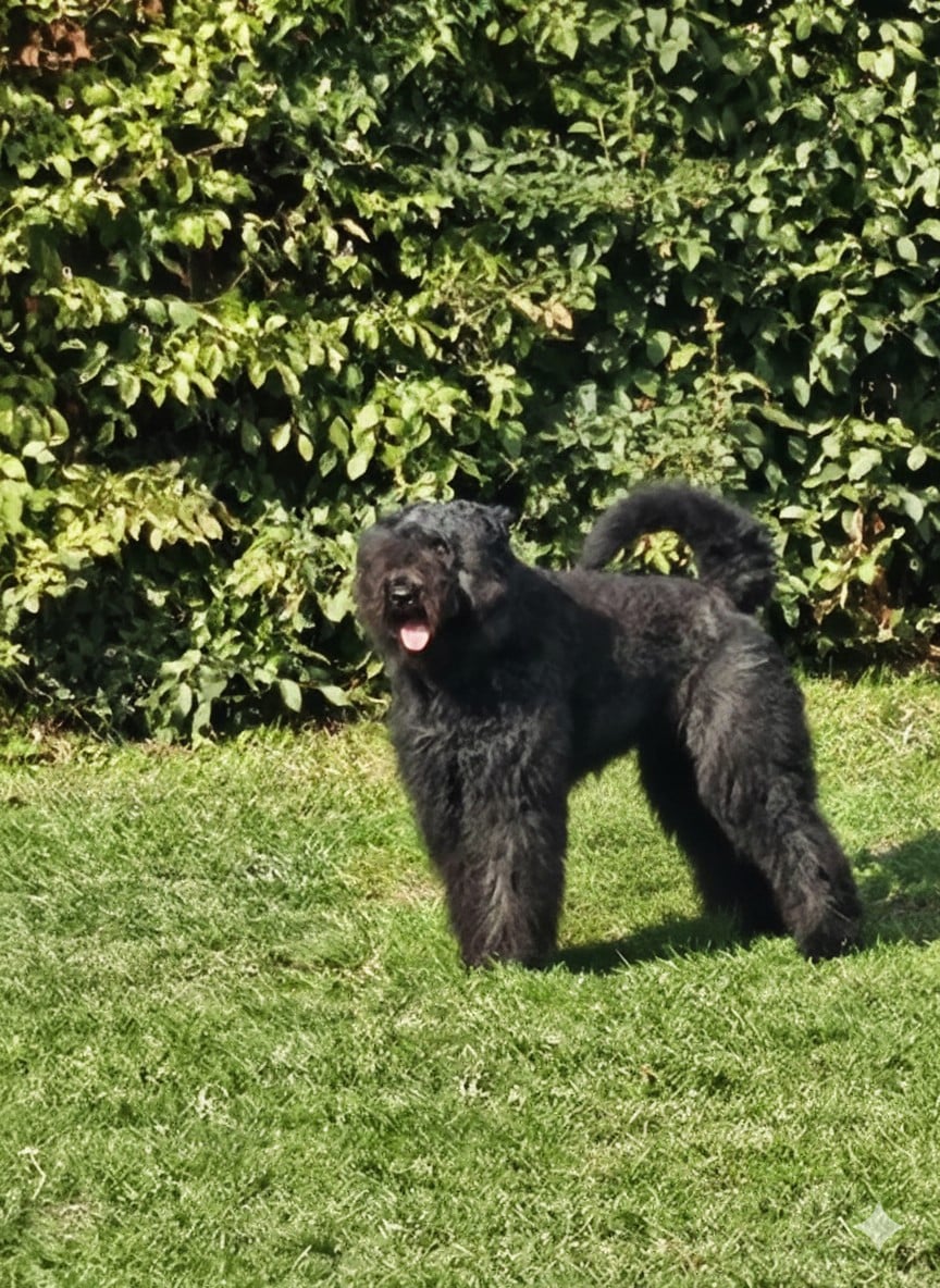 Vasco Van de Doornhoek Titre Initial - 1er excellent, CACS , Meilleur de Race