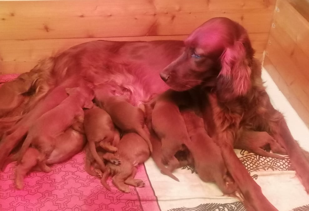 BEBE BONHEUR BLEU FONCE - Setter irlandais rouge