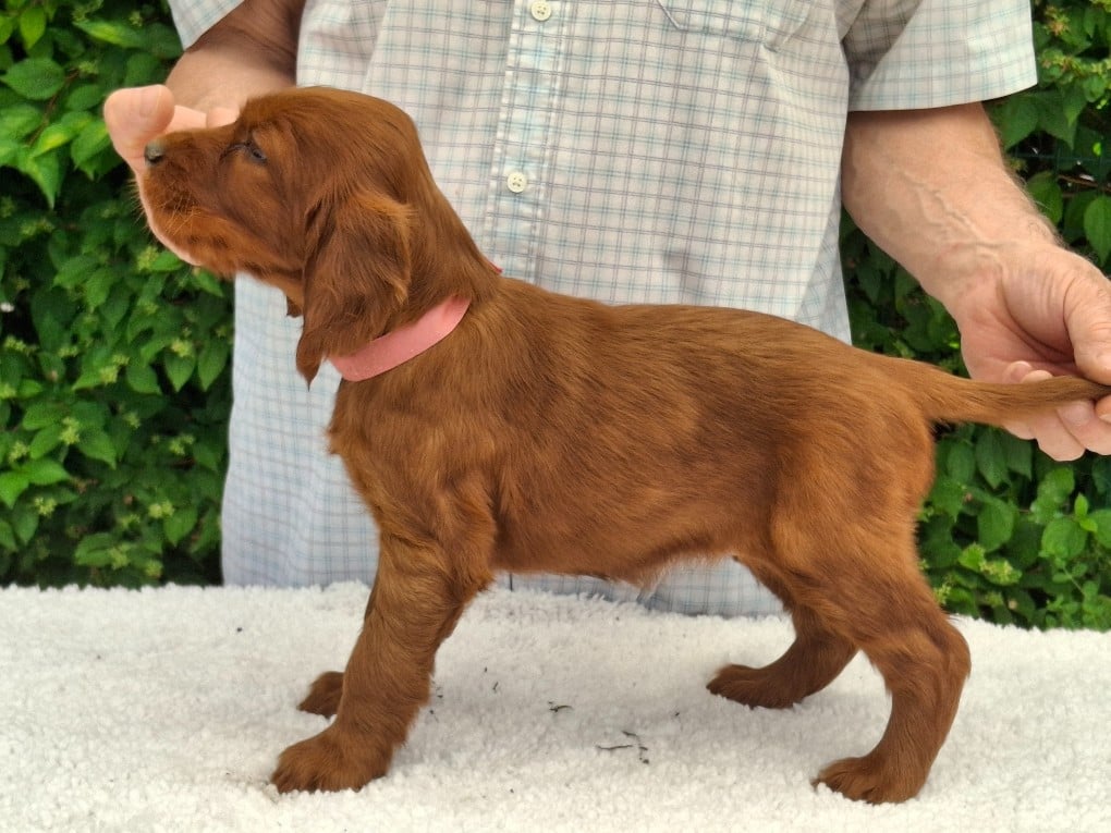 BEBE BONHEUR ROSE FONCE