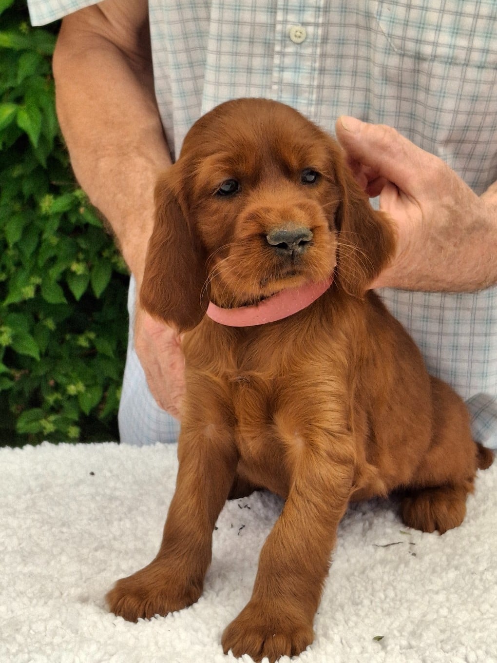 BEBE BONHEUR ROSE FONCE