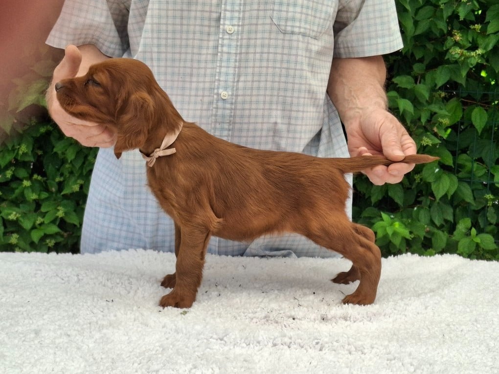BEBE BONHEUR ROSE CLAIR
