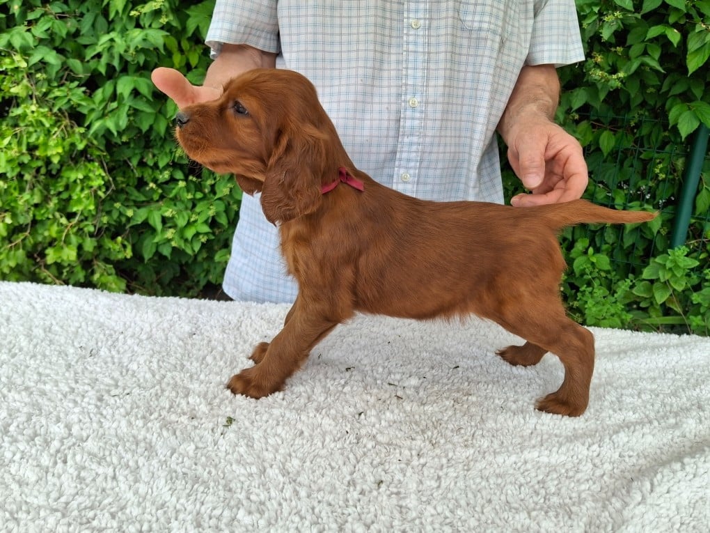 BEBE BONHEUR BORDEAU