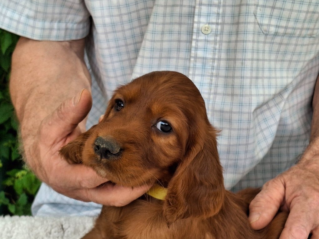 BEBE BONHEUR JAUNE