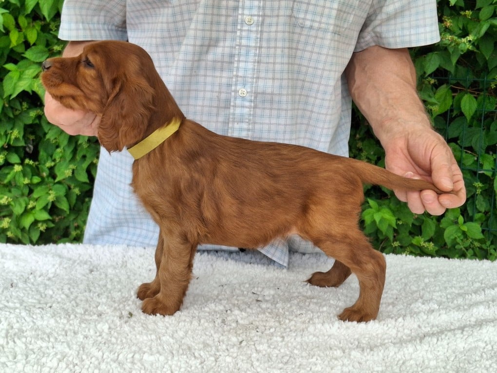 BEBE BONHEUR JAUNE