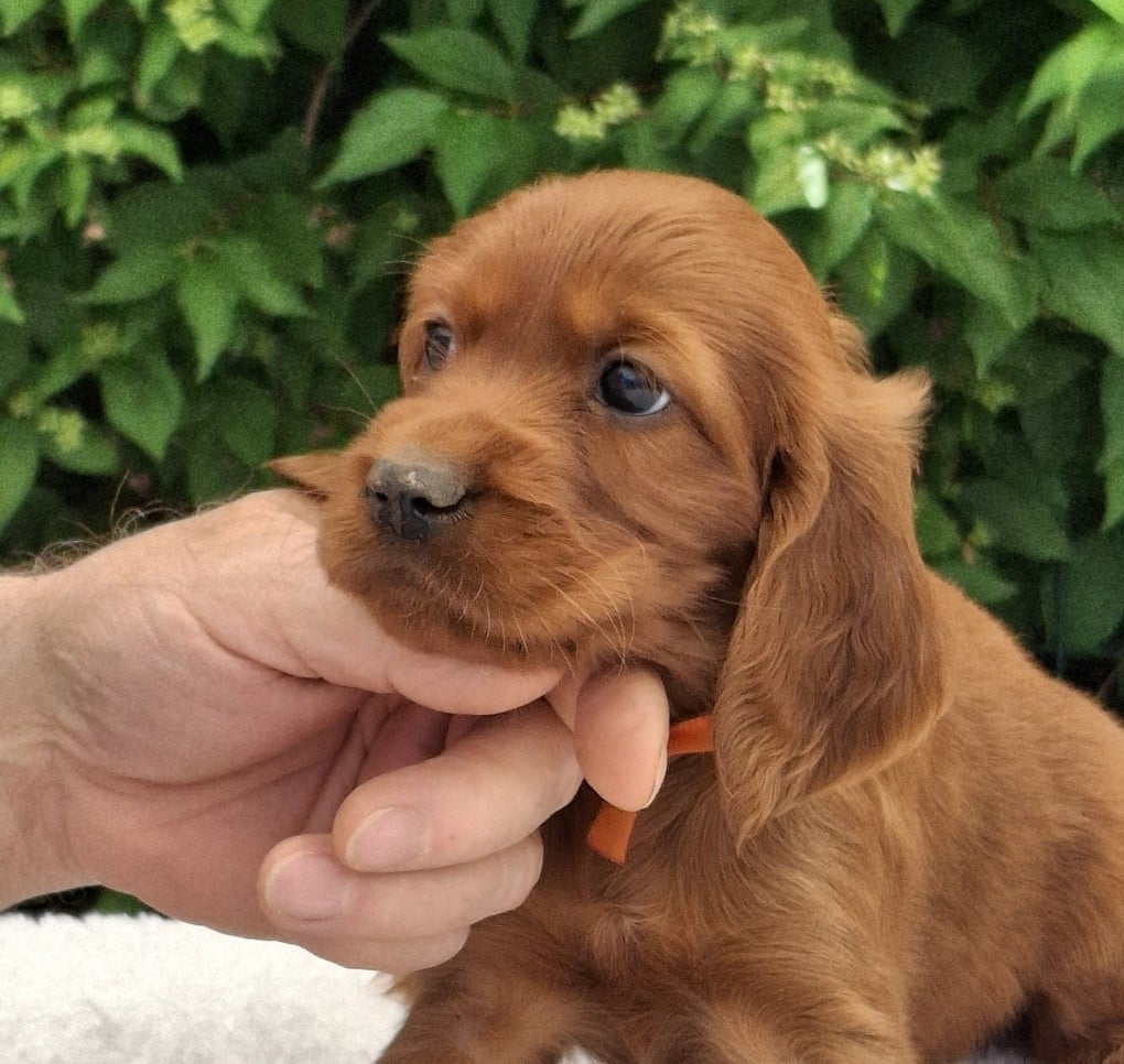 BEBE BONHEUR ORANGE