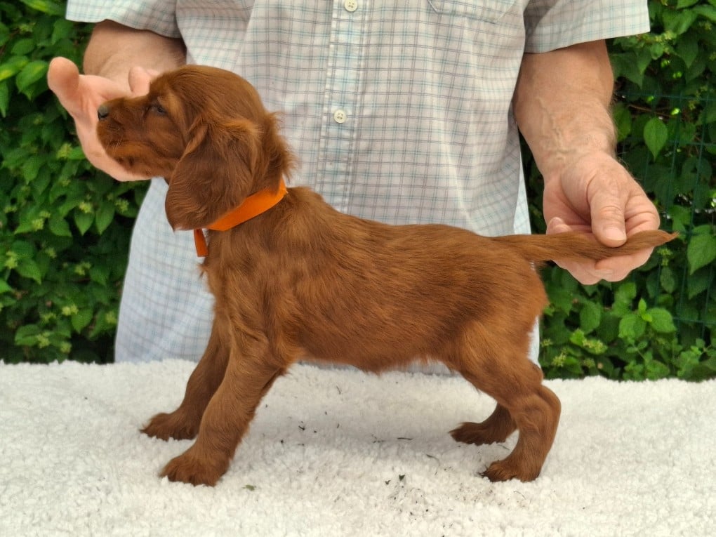 BEBE BONHEUR ORANGE
