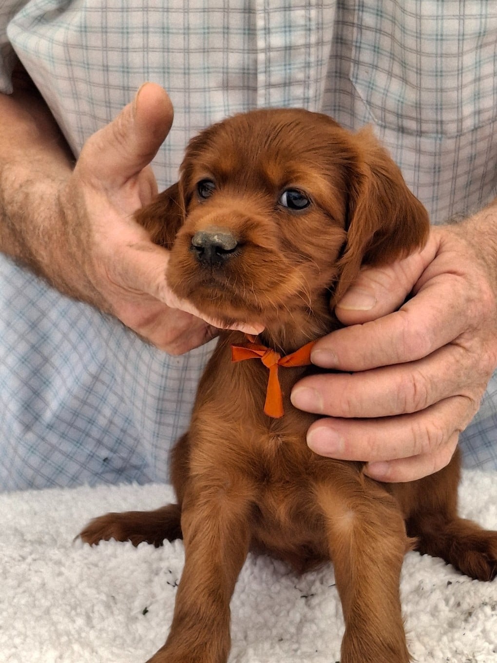 BEBE BONHEUR ORANGE
