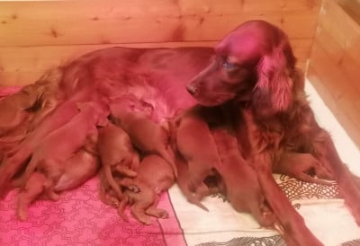 Les chiots de Setter irlandais rouge