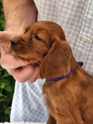 Les chiots de Setter irlandais rouge