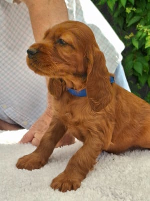 Les chiots de Setter irlandais rouge
