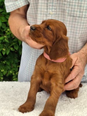 Les chiots de Setter irlandais rouge