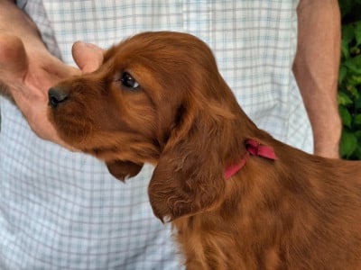 Les chiots de Setter irlandais rouge