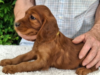 Les chiots de Setter irlandais rouge