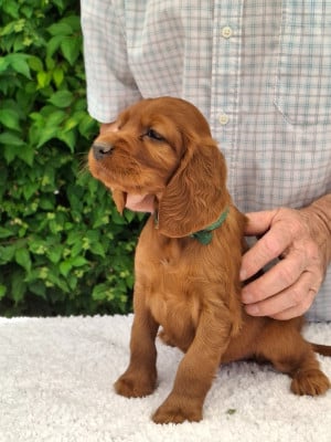Les chiots de Setter irlandais rouge