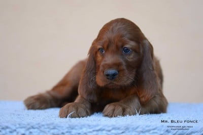 Les chiots de Setter irlandais rouge