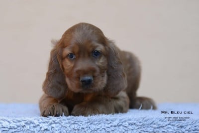 Les chiots de Setter irlandais rouge