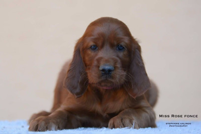 Les chiots de Setter irlandais rouge