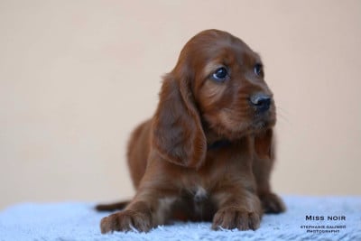 Les chiots de Setter irlandais rouge