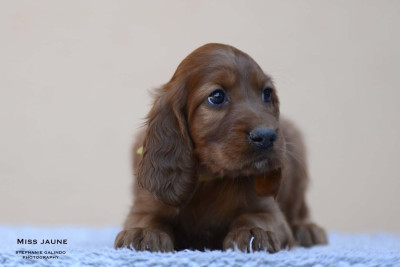 Les chiots de Setter irlandais rouge