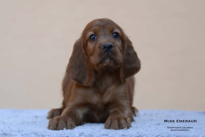 Les chiots de Setter irlandais rouge