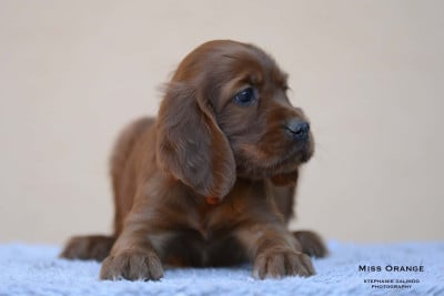 Les chiots de Setter irlandais rouge