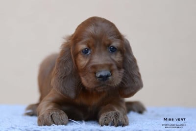 Les chiots de Setter irlandais rouge