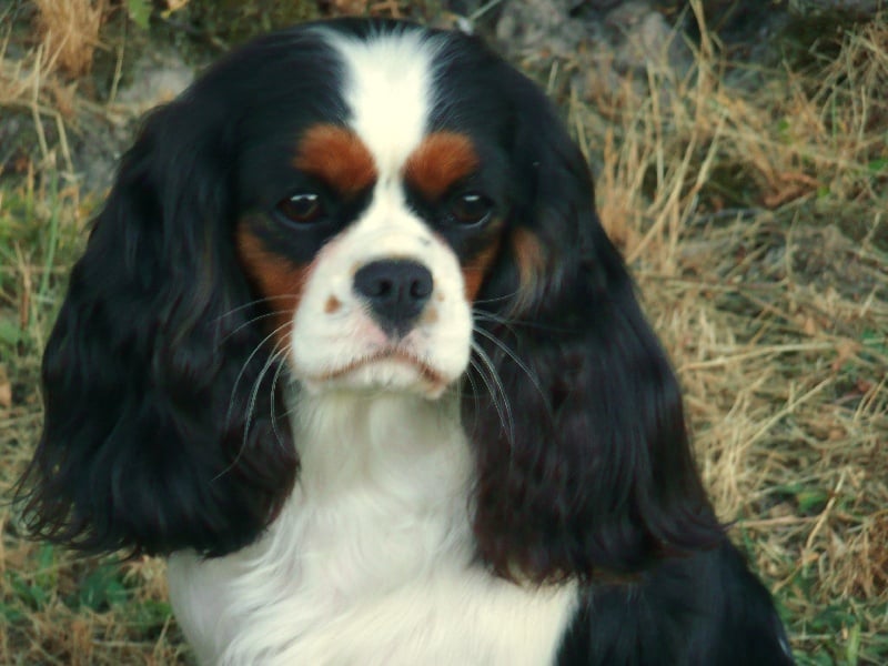 Demure princess Of lovely valley