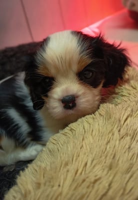 Les chiots de Cavalier King Charles Spaniel