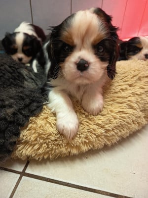 Les chiots de Cavalier King Charles Spaniel