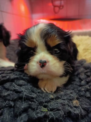 Les chiots de Cavalier King Charles Spaniel