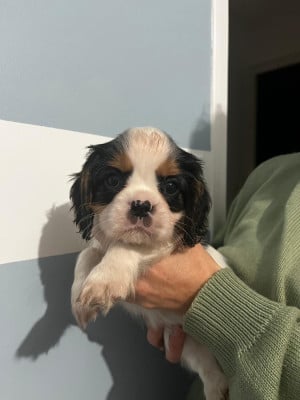 Les chiots de Cavalier King Charles Spaniel