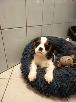 Les chiots de Cavalier King Charles Spaniel